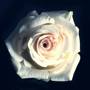 Meet your Posher, Darlichka